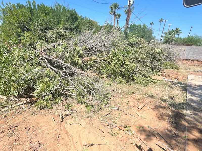 Fallen tree branches and foliage lie on dry ground near a sidewalk on a sunny day. Palm trees and utility poles are visible in the background.