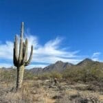 A tall cactus stands in a desert landscape under a clear blue sky with distant mountains.