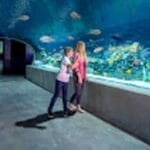 Two people walking through an aquarium tunnel, observing various fish swimming in a large tank.