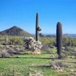 Desert landscape with tall cacti, scattered shrubs, and a hill under a clear blue sky.