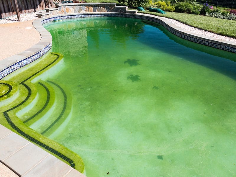 A backyard swimming pool with greenish water and tiled steps, surrounded by grass and flowers.